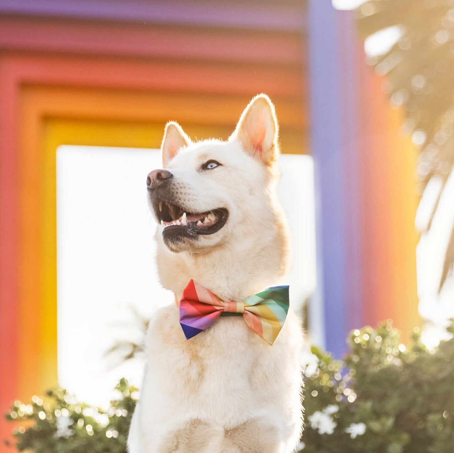 The Foggy Dog - Over the Rainbow St. Patrick's Day Dog Bow Tie: Large