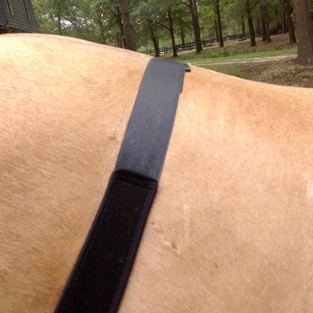 Fenwick Liquid Titanium LT Stifle Wrap