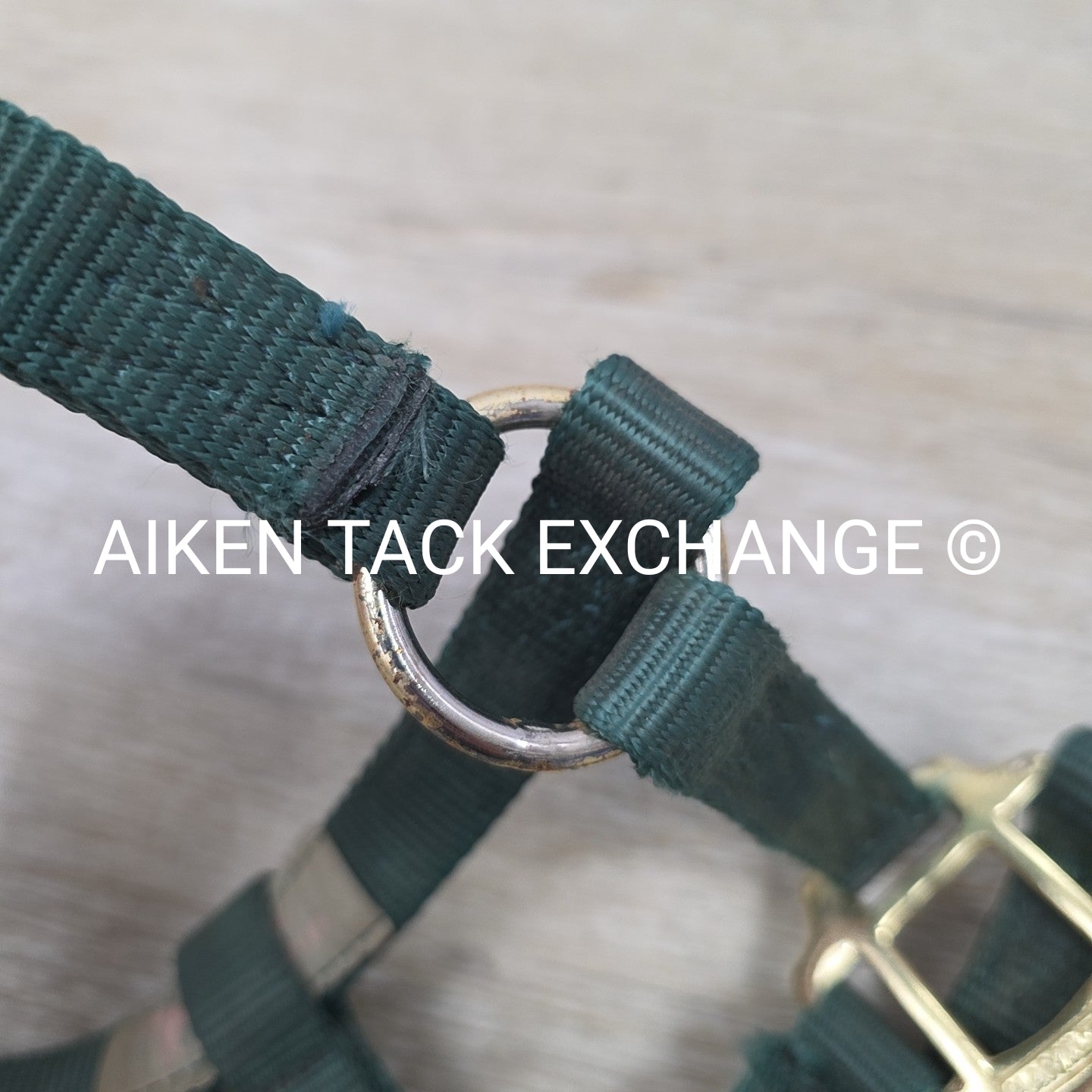 Hamilton Nylon Breakaway Halter, Size Foal