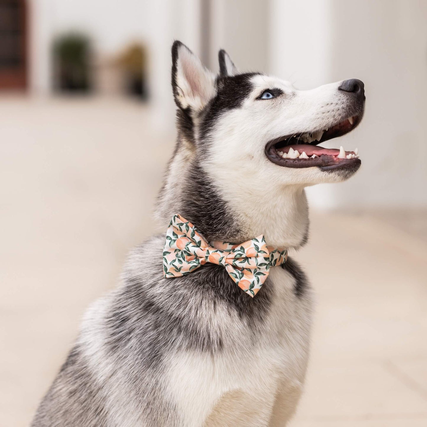 The Foggy Dog - Peaches and Cream Dog Bow Tie: Large