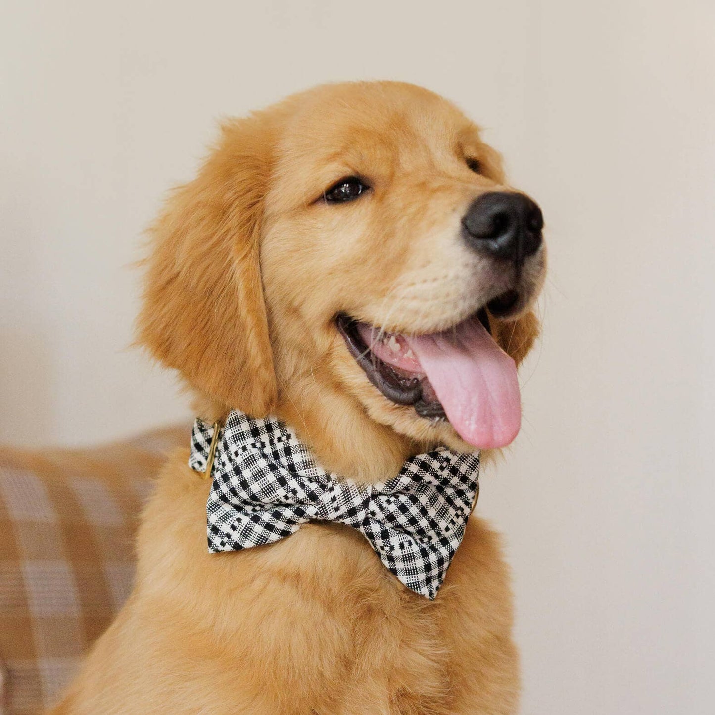 The Foggy Dog - Heather Taylor Home x TFD Soho Black Dog Bow Tie: Standard