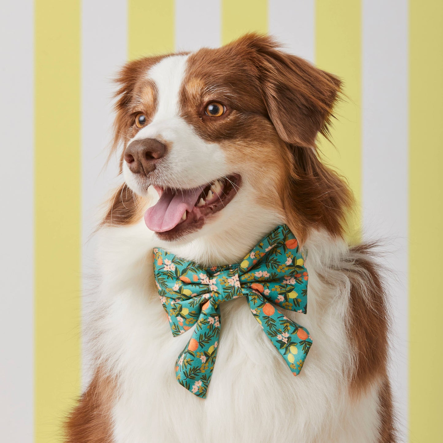 The Foggy Dog - Rifle Paper Co. x TFD Citrus Floral Lady Dog Bow: Large