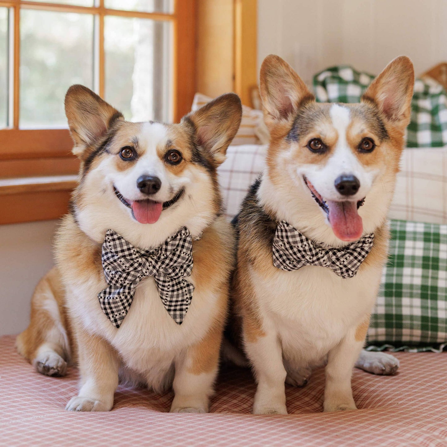 The Foggy Dog - Heather Taylor Home x TFD Soho Black Dog Bow Tie: Large
