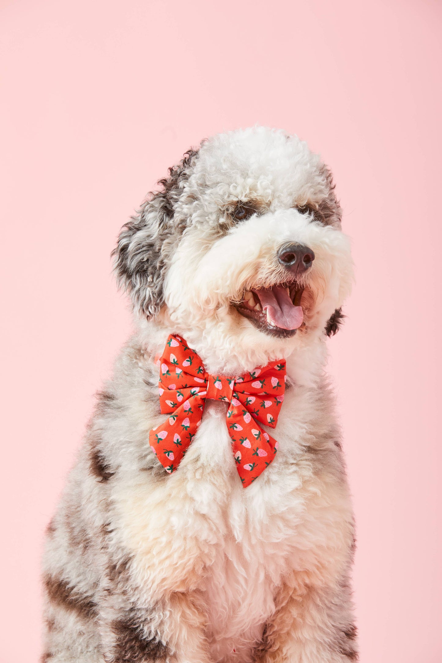 The Foggy Dog - Berry Sweet Lady Dog Bow: Large