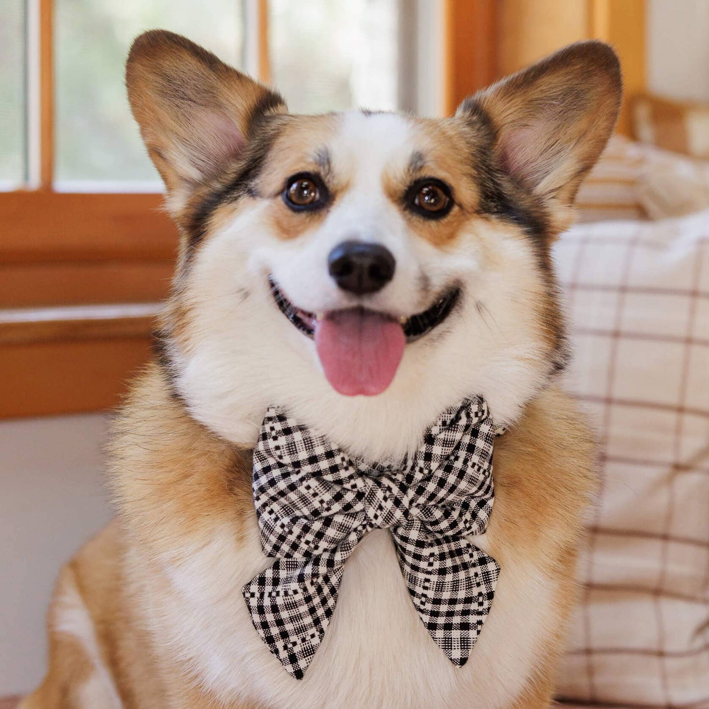 The Foggy Dog - Heather Taylor Home x TFD Soho Black Lady Dog Bow: Small