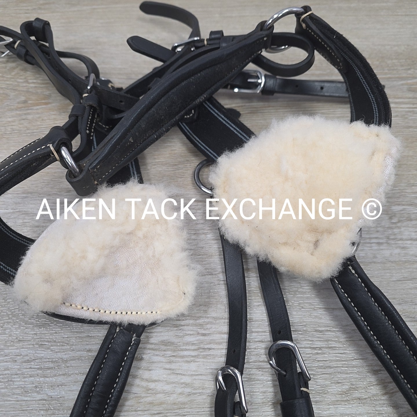 5 Point Elastic Breastplate with Running Martingale Attachment, Black, Size Pony
