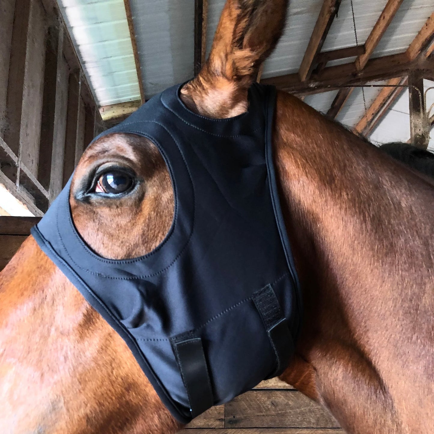 Fenwick Equestrian Original Liquid Titanium LT Mask
